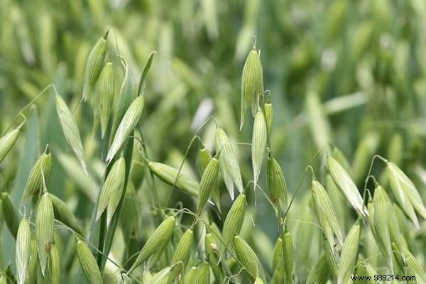 16 Proven Tips to Feed Your Chickens Economically While Boosting Health and Egg Production