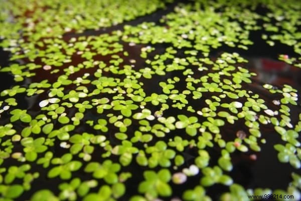 16 Proven Tips to Feed Your Chickens Economically While Boosting Health and Egg Production