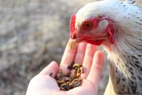 16 Proven Tips to Feed Your Chickens Economically While Boosting Health and Egg Production