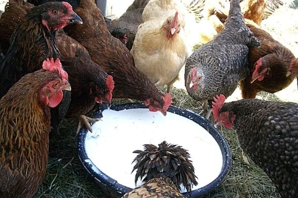 16 Proven Tips to Feed Your Chickens Economically While Boosting Health and Egg Production