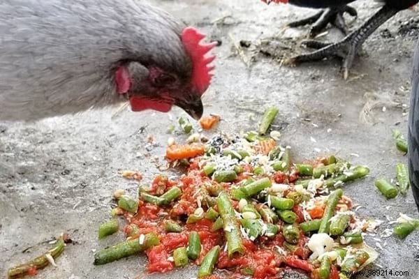 16 Proven Tips to Feed Your Chickens Economically While Boosting Health and Egg Production