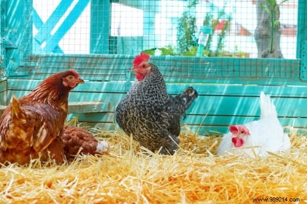 16 Proven Tips to Feed Your Chickens Economically While Boosting Health and Egg Production