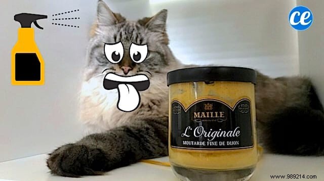 Proven Natural Mustard Spray: Keep Cats Out of Your Garden Effectively