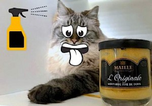 Proven Natural Mustard Spray: Keep Cats Out of Your Garden Effectively