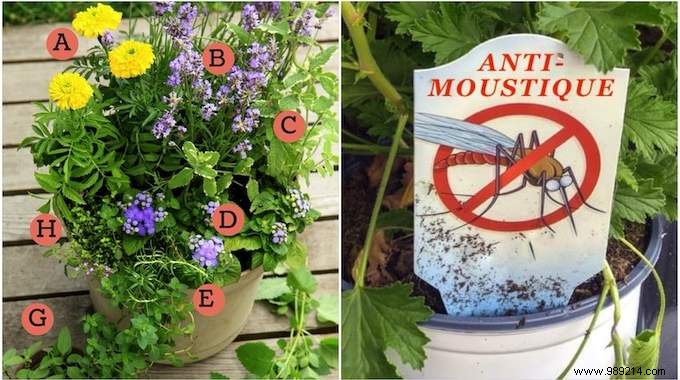 Build a Natural Mosquito-Repelling Planter for Your Terrace: Proven Plant Combinations