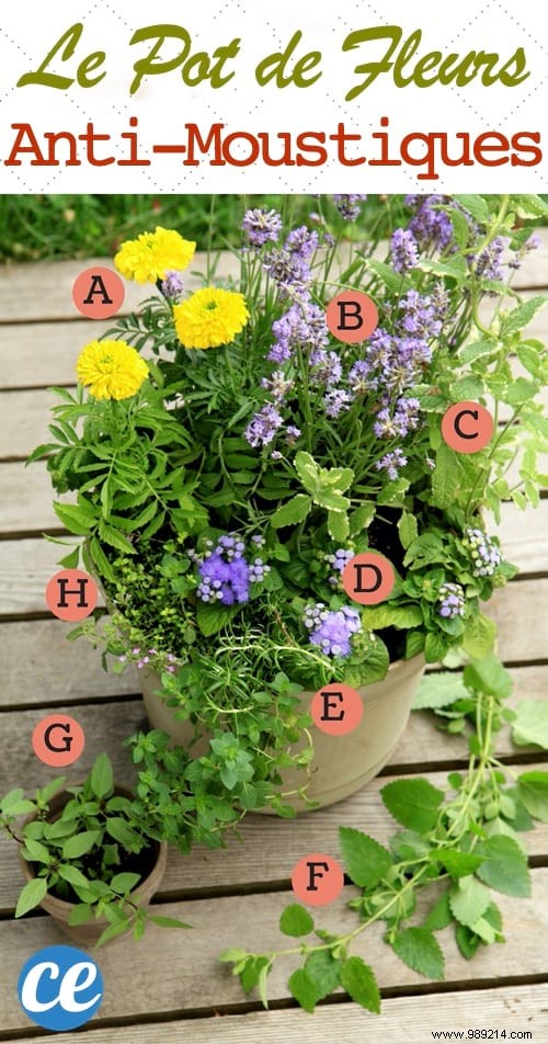 Build a Natural Mosquito-Repelling Planter for Your Terrace: Proven Plant Combinations