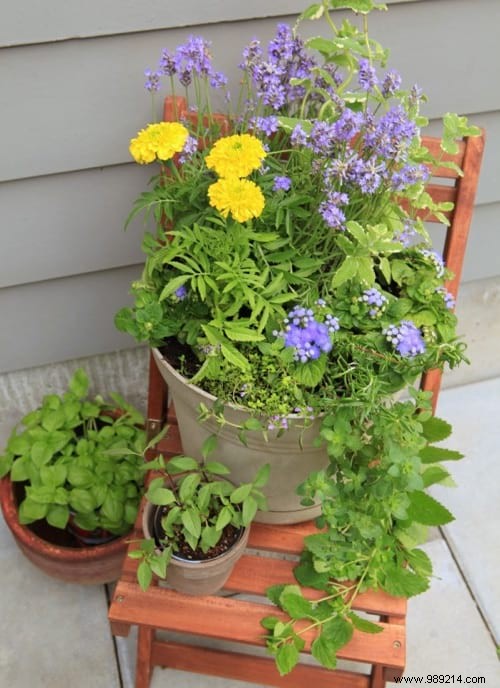 Build a Natural Mosquito-Repelling Planter for Your Terrace: Proven Plant Combinations