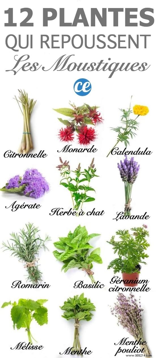 Build a Natural Mosquito-Repelling Planter for Your Terrace: Proven Plant Combinations