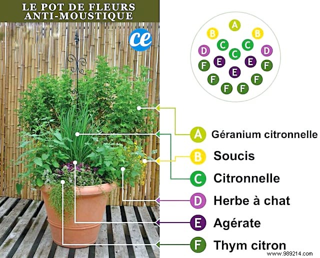 Build a Natural Mosquito-Repelling Planter for Your Terrace: Proven Plant Combinations
