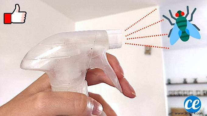 Effective Homemade Fly Repellent Spray: Natural Solution to Eliminate Flies Instantly
