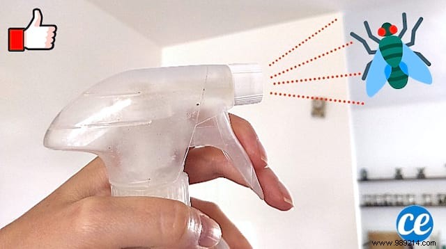 Effective Homemade Fly Repellent Spray: Natural Solution to Eliminate Flies Instantly