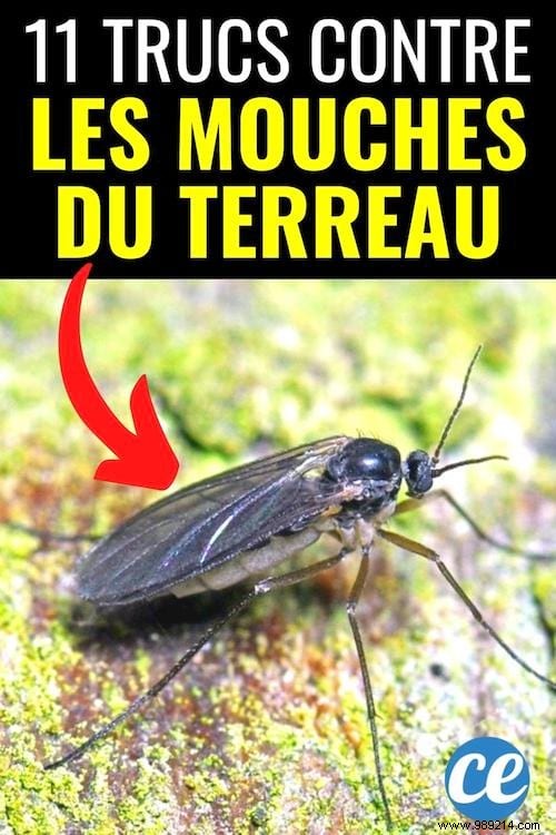 11 Proven Natural Ways to Eliminate Fungus Gnats from Houseplant Soil