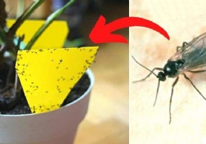 11 Proven Natural Ways to Eliminate Fungus Gnats from Houseplant Soil