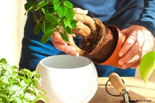 11 Proven Natural Ways to Eliminate Fungus Gnats from Houseplant Soil