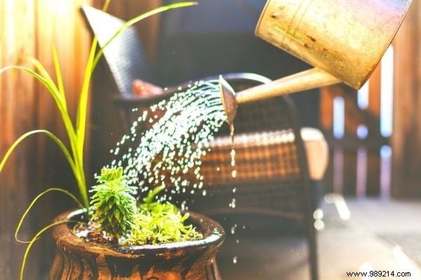 11 Proven Natural Ways to Eliminate Fungus Gnats from Houseplant Soil