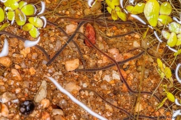 11 Proven Natural Ways to Eliminate Fungus Gnats from Houseplant Soil