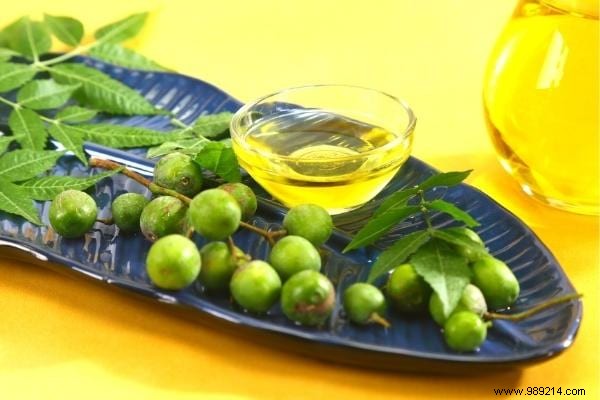 11 Proven Natural Ways to Eliminate Fungus Gnats from Houseplant Soil