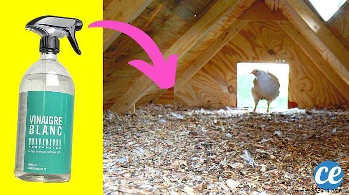 How to Clean Your Chicken Coop with White Vinegar: Vet-Recommended, Chemical-Free Method