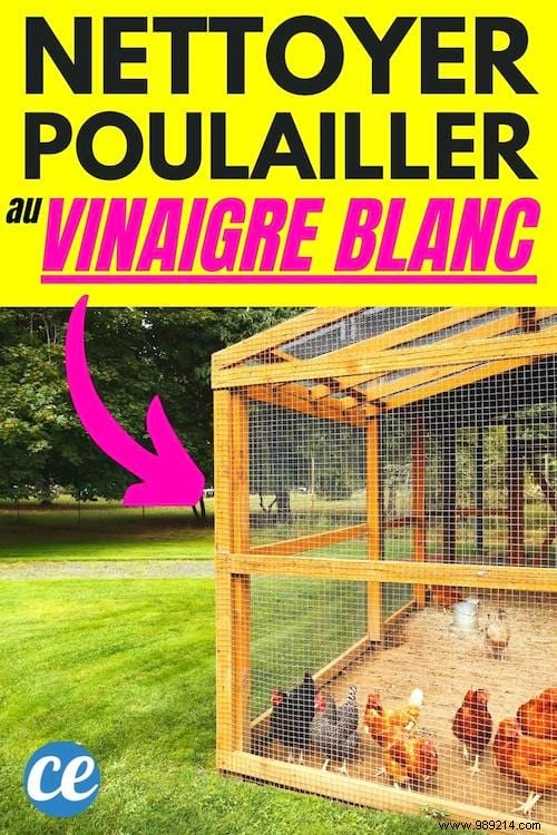 How to Clean Your Chicken Coop with White Vinegar: Vet-Recommended, Chemical-Free Method