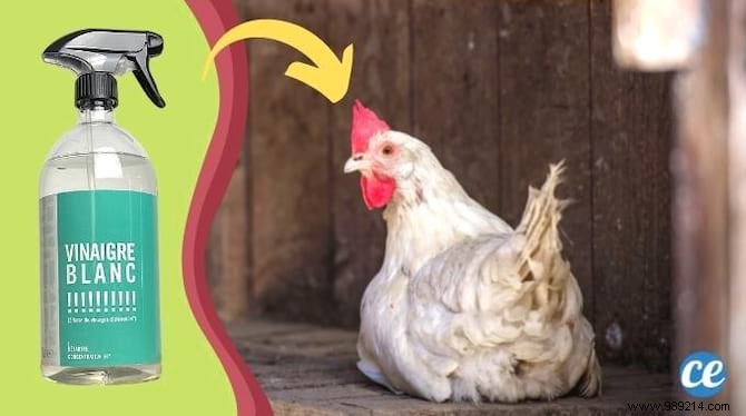 How to Clean Your Chicken Coop with White Vinegar: Vet-Recommended, Chemical-Free Method