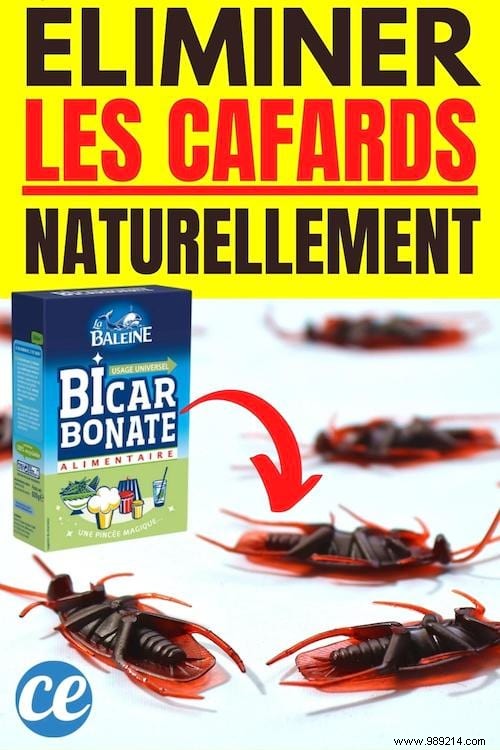 Eliminate Cockroaches Naturally: Proven Baking Soda and Sugar Method