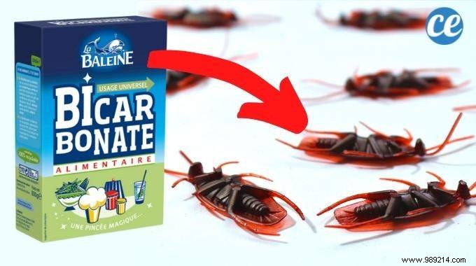 Eliminate Cockroaches Naturally: Proven Baking Soda and Sugar Method