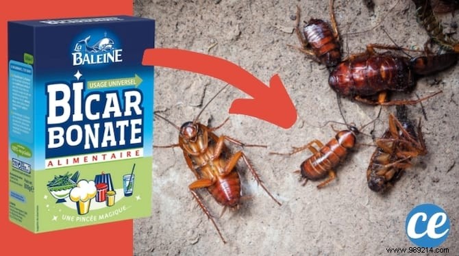 Eliminate Cockroaches Naturally: Proven Baking Soda and Sugar Method