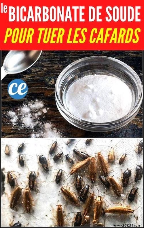 Eliminate Cockroaches Naturally: Proven Baking Soda and Sugar Method