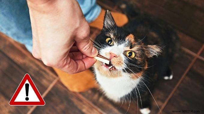 16 Toxic Foods to Never Feed Your Cat: Vet-Approved Insights