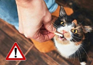 16 Toxic Foods to Never Feed Your Cat: Vet-Approved Insights