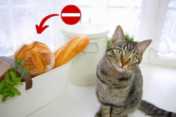 16 Toxic Foods to Never Feed Your Cat: Vet-Approved Insights
