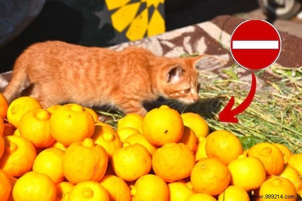 16 Toxic Foods to Never Feed Your Cat: Vet-Approved Insights