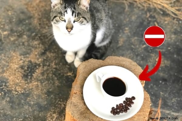 16 Toxic Foods to Never Feed Your Cat: Vet-Approved Insights
