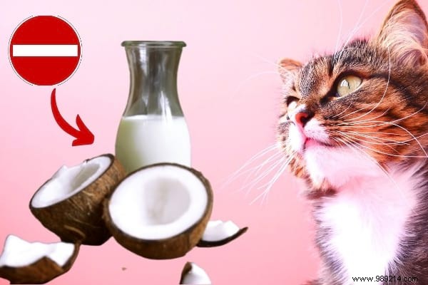 16 Toxic Foods to Never Feed Your Cat: Vet-Approved Insights