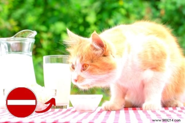 16 Toxic Foods to Never Feed Your Cat: Vet-Approved Insights