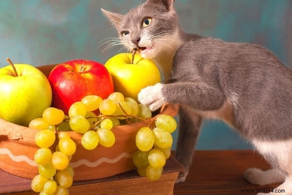 16 Toxic Foods to Never Feed Your Cat: Vet-Approved Insights