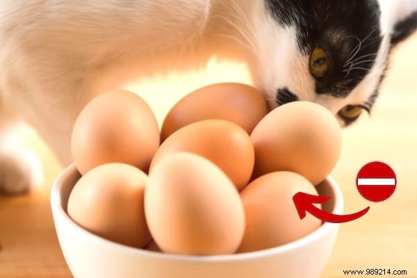 16 Toxic Foods to Never Feed Your Cat: Vet-Approved Insights