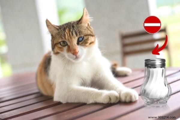16 Toxic Foods to Never Feed Your Cat: Vet-Approved Insights