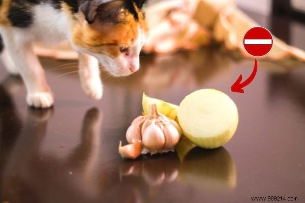 16 Toxic Foods to Never Feed Your Cat: Vet-Approved Insights