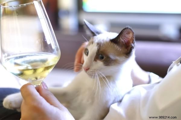 16 Toxic Foods to Never Feed Your Cat: Vet-Approved Insights