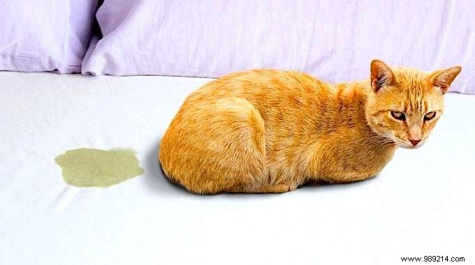 Why Does My Cat Pee on the Bed? Vet-Approved Tips to Stop It