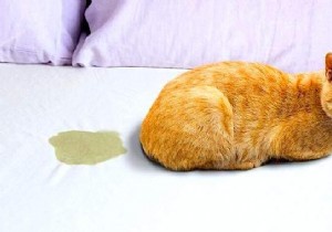 Why Does My Cat Pee on the Bed? Vet-Approved Tips to Stop It
