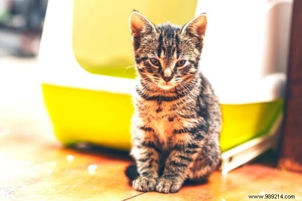 Why Does My Cat Pee on the Bed? Vet-Approved Tips to Stop It