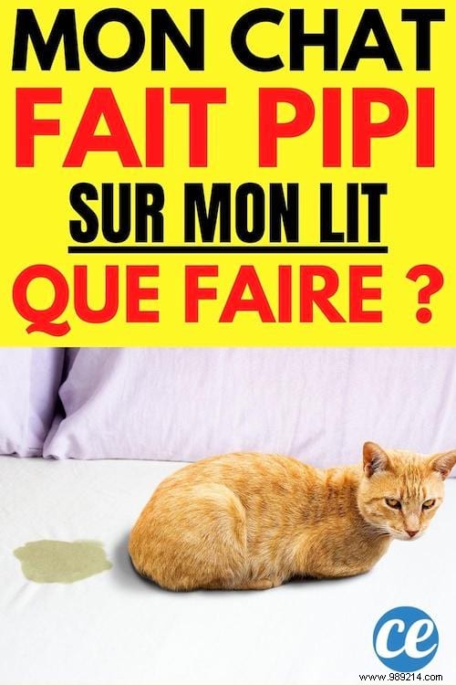 Why Does My Cat Pee on the Bed? Vet-Approved Tips to Stop It