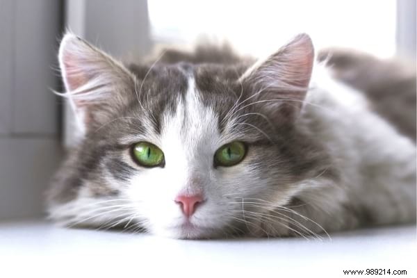 Why Does My Cat Pee on the Bed? Vet-Approved Tips to Stop It