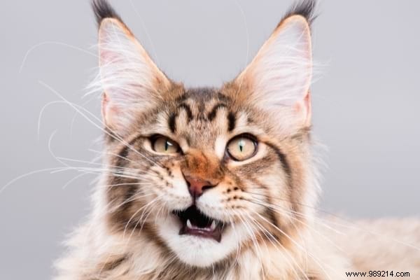 Why Does My Cat Pee on the Bed? Vet-Approved Tips to Stop It