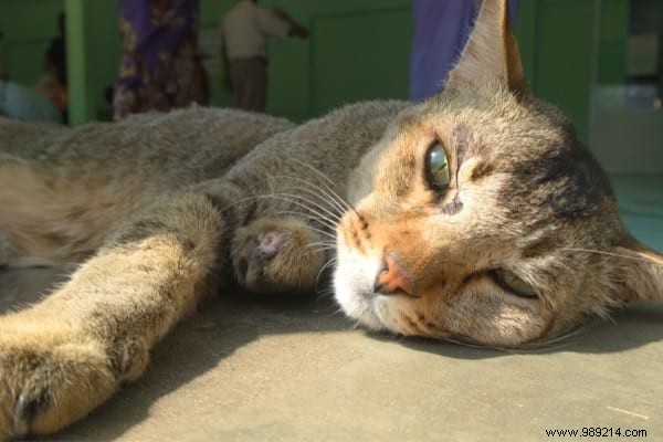 Why Does My Cat Pee on the Bed? Vet-Approved Tips to Stop It