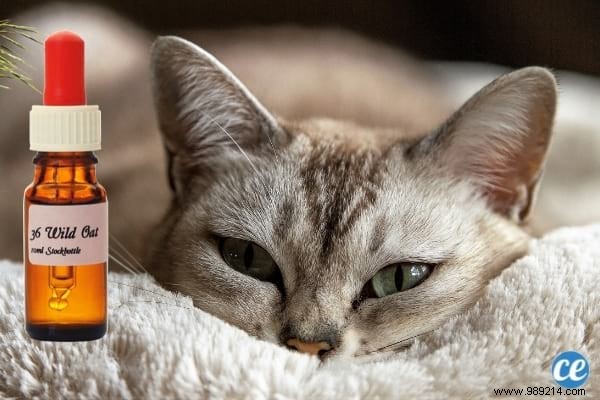 Why Does My Cat Pee on the Bed? Vet-Approved Tips to Stop It