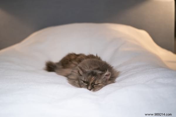 Why Does My Cat Pee on the Bed? Vet-Approved Tips to Stop It