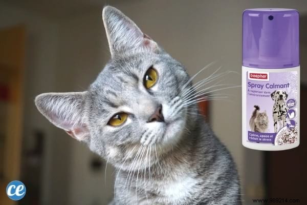 Why Does My Cat Pee on the Bed? Vet-Approved Tips to Stop It